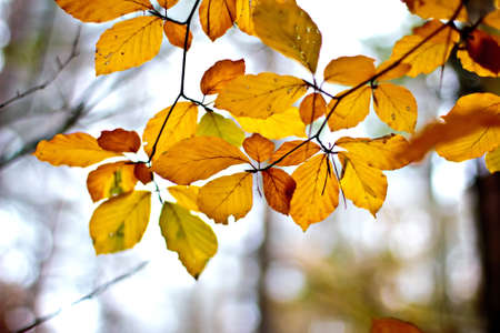 Orange and gold leaves in the autumn forest