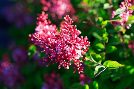 Close-up of purple lilac blossomsの写真素材
