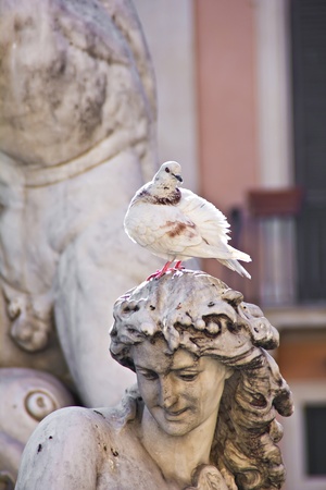 Statue fountain and dove in Piazza Navona in Rome (Italy)の写真素材
