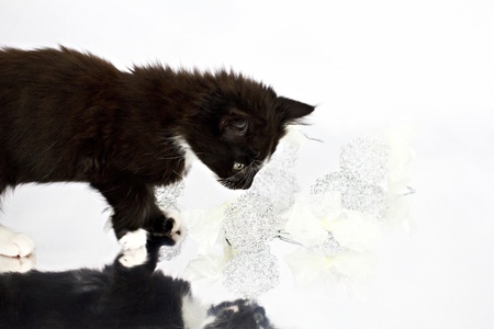 Black-white kitten playing with Christmas decorationsの写真素材