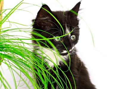 Kitten and the grass, isolated on whiteの写真素材