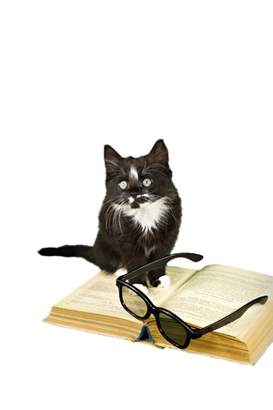 Black-white kitten is sitting on the bookの写真素材