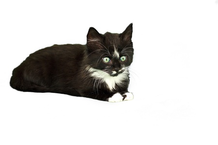 Black-white little kitten isolated on white backgroundの写真素材