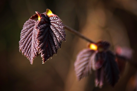 First spring red foliage close upの写真素材