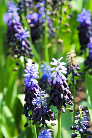 Grape hyacinth muscari flowers in the spring seasonの写真素材