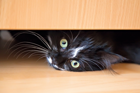 Cute black-white kitten lying under a drawer of an wardrobeの写真素材