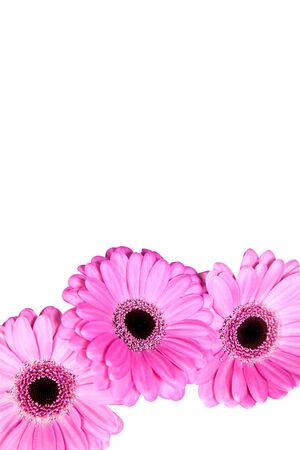 Three pink gerber flowers isolated on white backgroundの写真素材