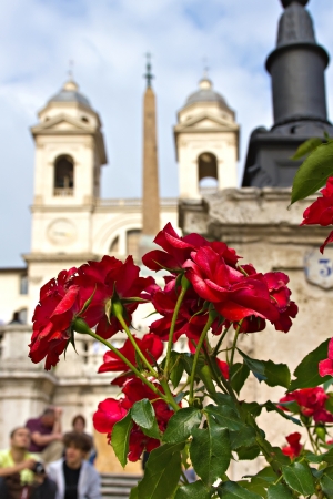Red roses at the Spanish steps in Rome, Italyの写真素材