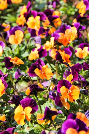 Close view from a group of pansy flowersの写真素材