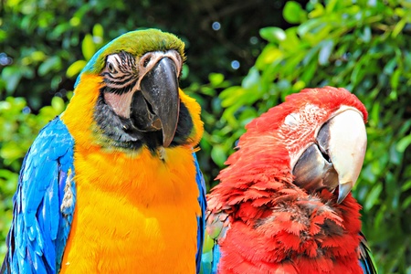 Two big colorful parrots, scarlet macaw