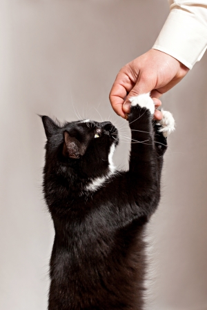 The cat tries to take away fodder from handsの写真素材
