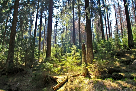 Golden sunbeam shine through the green forest in national park Harz, Germanyの写真素材