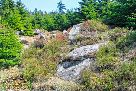 Stones in the coniferous forest of national park Harz, Germanyの写真素材