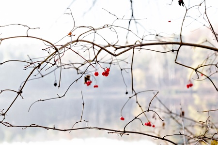 Red viburnum berries on a treeの写真素材