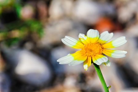 Close-up of the beautiful daisy flowerの写真素材