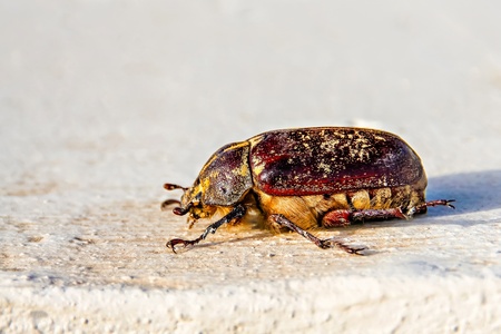 Close-up of the big may bugの写真素材