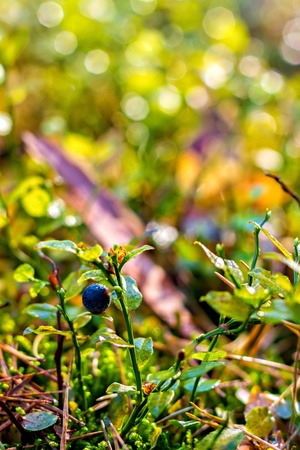 Bush of a ripe bilberry in sunny autumn forestの写真素材