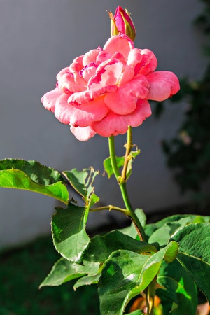 Close-up of beautiful fresh pink rose in the gardenの写真素材