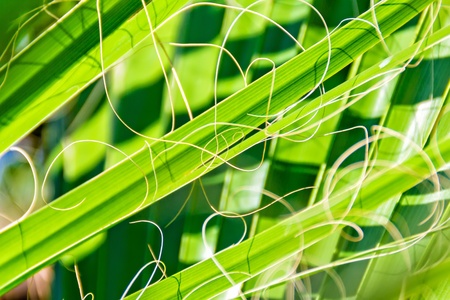 Details of green palm leavesの写真素材