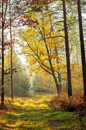 Forest pathwith during fall on a sunny dayの写真素材