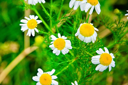 Chamomile in nature against the natural backgroundの写真素材