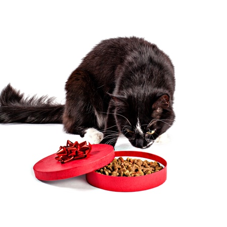 Black-white cat smelling feed in a gift boxの写真素材