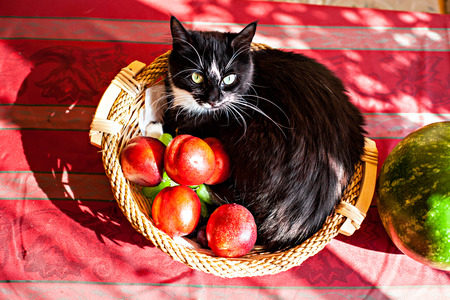 Funny black-white cat lying in the fruits basketの写真素材