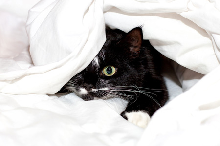 Black-white cute cat under a blanketの写真素材