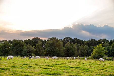 Few black and white cows eating on meadowの写真素材