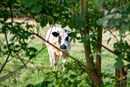 White bull with black spot on meadowの写真素材