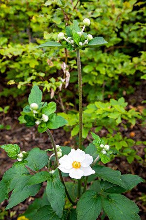 Anemone Hupehensis - flower with white petalsの写真素材