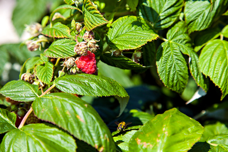The bush of raspberry in middle summer and wasp
