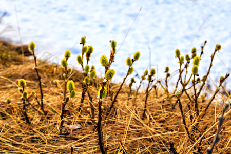 The first spring plants: yellow pussy-willow