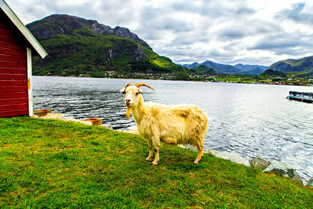 The white goat on coast of the North Seaの写真素材