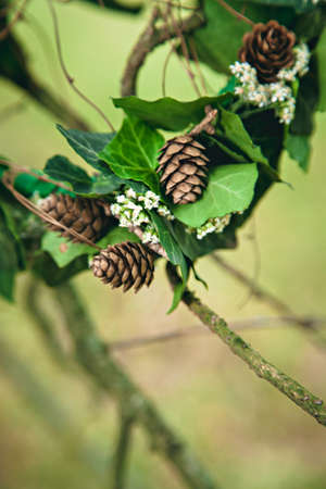 Wreath of leaves with conesの写真素材