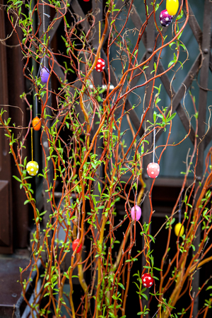 Easter decoration shrub, colorful Easter eggs hanging on branchesの写真素材