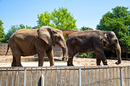 Two elefants in zoo, Germanyの写真素材