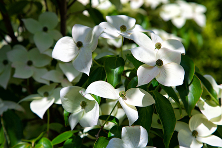 Benthamia kousa is widely cultivated as an ornamental flowerの写真素材