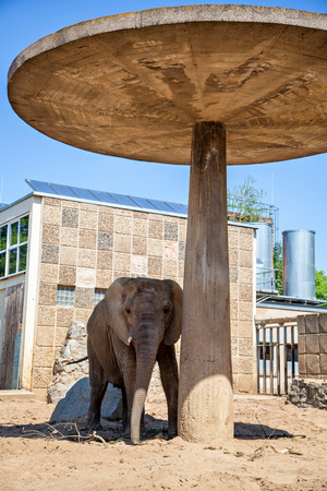 Elephant in the zoo, in Germanyの写真素材