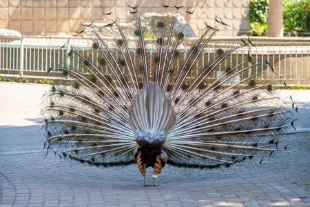 Back view of peacock with feathers in zooの写真素材
