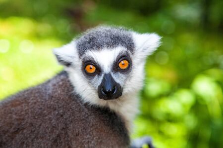 Close-up portrait of ring-tailed lemur, Lemur Cattaの写真素材