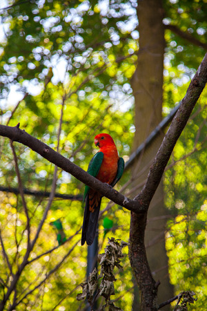 Australian king parrot, Alisterus scapularisの写真素材