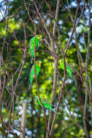 Five Budgerigars on the branches, Melopsittacus undulatusの写真素材