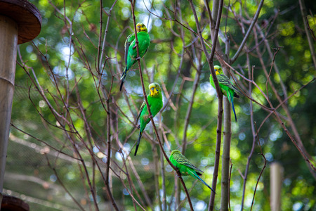Budgerigars on the branches, Melopsittacus undulatusの写真素材