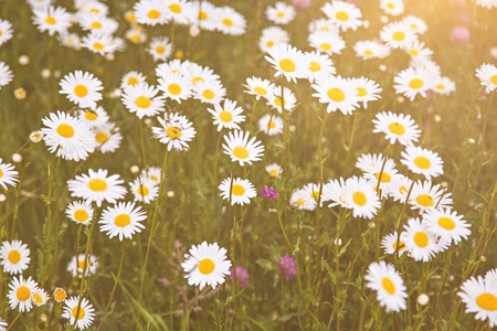 Field of daisy flowers at sunny dayの写真素材