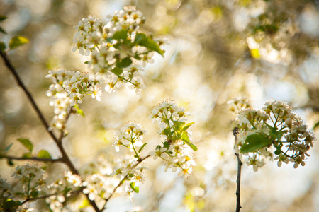 White blooming bush in springの写真素材