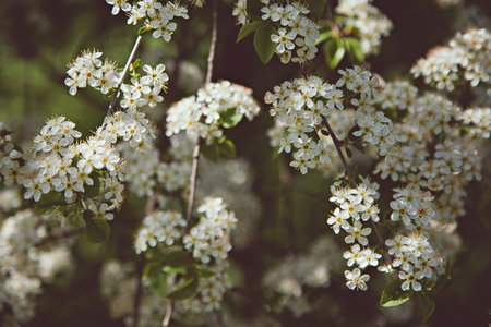White blooming bush in springの写真素材