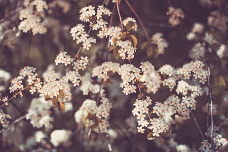 White blooming bush in springの写真素材