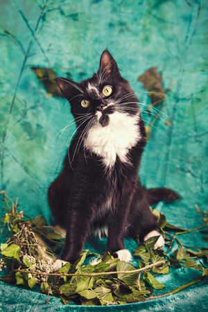 Black and white cat on a green background near green leavesの写真素材