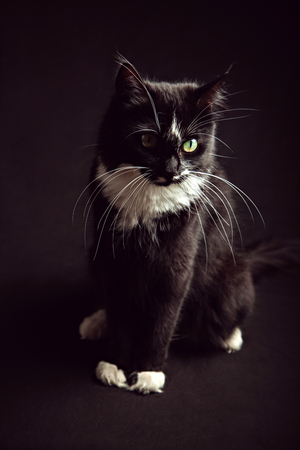 Sitting black and white Norwegian Forest Cat in front of black backgroundの写真素材